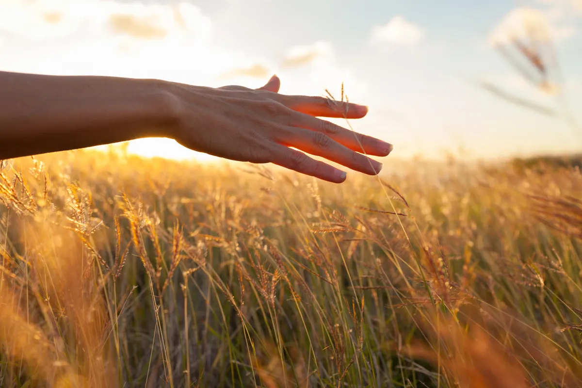 Hand im Weizenfeld